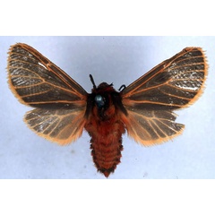 /filer/webapps/moths/media/images/Z/zegina_Metarctia_HT_BMNH_01.jpg
