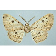 /filer/webapps/moths/media/images/O/ocellata_Lepiodes_LT_BMNH.jpg