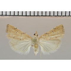 /filer/webapps/moths/media/images/L/lucipara_Ptychopseustis_PT_ZMHB.jpg