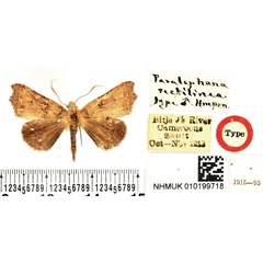 /filer/webapps/moths/media/images/R/rectilinea_Paralephana_HT_BMNH.jpg