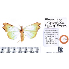 /filer/webapps/moths/media/images/N/nigriciliata_Paralephana_AT_BMNH.jpg