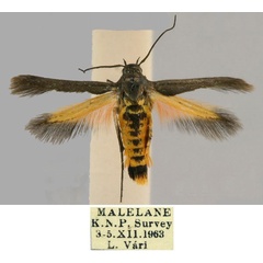 /filer/webapps/moths/media/images/M/malelanensis_Eretmocera_HT_ZSM_LCjEunF.jpg