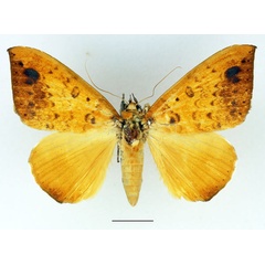 /filer/webapps/moths/media/images/X/xanthoptera_Achaea_AF_Basquin.jpg
