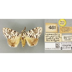 /filer/webapps/moths/media/images/P/polysticta_Lymantria_PTM_BMNH_02a.jpg
