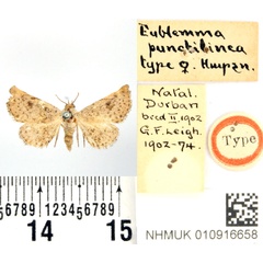 /filer/webapps/moths/media/images/P/punctilinea_Eublemma_HT_BMNH.jpg