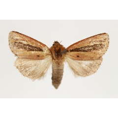 /filer/webapps/moths/media/images/P/perstriata_Masalia_AF_RMCA.jpg