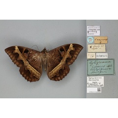/filer/webapps/moths/media/images/C/concors_Cyligramma_PLT_BMNHa.jpg