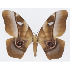 /filer/webapps/moths/media/images/D/deyrollii_Pseudimbrasia_AF_Basquin.jpg