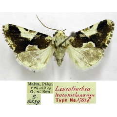 /filer/webapps/moths/media/images/L/leucomelanica_Leucotrachea_HT_TMSA.jpg