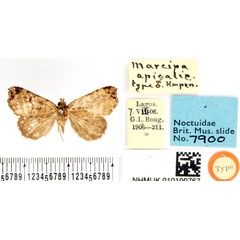 /filer/webapps/moths/media/images/A/apicalis_Marcipa_HT_BMNH.jpg