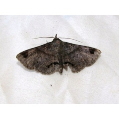 /filer/webapps/moths/media/images/A/africana_Mecodina_A_Goff_02.jpg