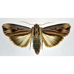 /filer/webapps/moths/media/images/S/stolifera_Lepidodelta_A_NHMO.jpg