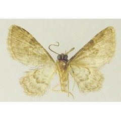 /filer/webapps/moths/media/images/L/latifasciata_Chloroclystis_AM_ZSMb.jpg