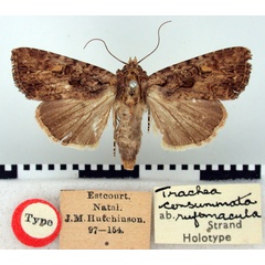 /filer/webapps/moths/media/images/R/rufomacula_Trachea_HT_BMNH.jpg