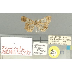 /filer/webapps/moths/media/images/D/delosis_Zamarada_PT_TMSA.jpg