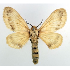 /filer/webapps/moths/media/images/M/meridionalis_Odontocheilopteryx_AF_Basquin.jpg