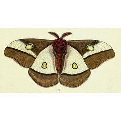 /filer/webapps/moths/media/images/C/capensis_Gonimbrasia_Cramer4_302_B.jpg