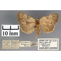 /filer/webapps/moths/media/images/F/fuscicona_Arcyophora_PT_OUMNH_01.jpg