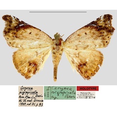 /filer/webapps/moths/media/images/N/nigrapicata_Cerynea_HT_MNHN.jpg