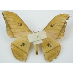 /filer/webapps/moths/media/images/M/melanoneura_Gonimbrasia_HT_NHMUKb.jpg