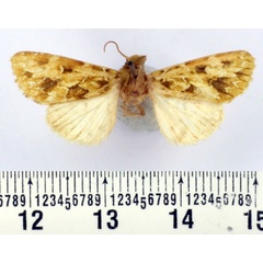 /filer/webapps/moths/media/images/B/brevicornis_Nyodes_AM_BMNH.jpg