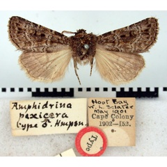 /filer/webapps/moths/media/images/P/pexicera_Amphidrina_HT_BMNH.jpg