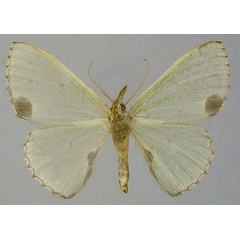 /filer/webapps/moths/media/images/P/perileuca_Blechroneromia_AF_ZSMb.jpg