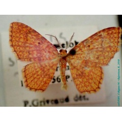 /filer/webapps/moths/media/images/S/suarezensis_Eois_AM_PZBT.jpg