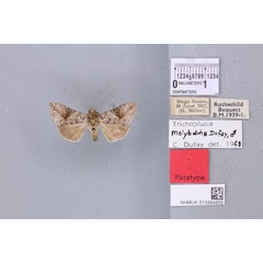/filer/webapps/moths/media/images/M/molybdina_Plusia_PTM_BMNH_04a.jpg