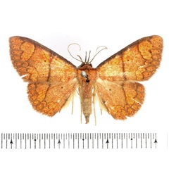 /filer/webapps/moths/media/images/H/haematoessa_Phlogochroa_AM_BMNH.jpg