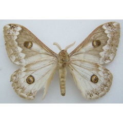 /filer/webapps/moths/media/images/S/subangulata_Usta_PTM_NHMUKb.jpg