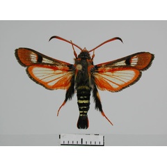 /filer/webapps/moths/media/images/R/rufa_Alonina_PTM_MWM.jpg