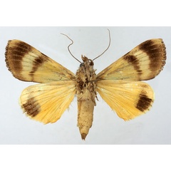 /filer/webapps/moths/media/images/O/ochreipennis_Ulotrichopus_AF_Basquinb.jpg