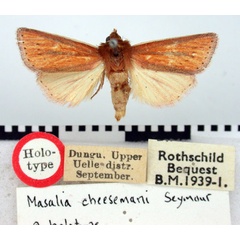 /filer/webapps/moths/media/images/C/cheesmanae_Masalia_HT_BMNH.jpg