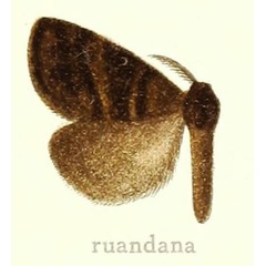 /filer/webapps/moths/media/images/R/ruandana_Homochira_HT_Hering_28c.jpg