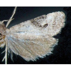 /filer/webapps/moths/media/images/T/talyana_Lobesia_AM_Trematerra.jpg