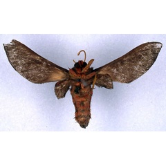 /filer/webapps/moths/media/images/D/daphaena_Balacra_HT_BMNH_02.jpg