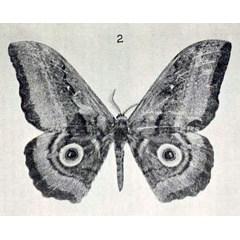 /filer/webapps/moths/media/images/J/jama_Gynanisa_HT_Rebel_1915_2.jpg