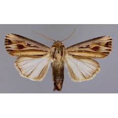 /filer/webapps/moths/media/images/C/campyla_Campydelta_A_RMCA_01.jpg