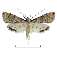 /filer/webapps/moths/media/images/P/piscatorum_Eoophyla_HT_BMNH.jpg