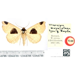 /filer/webapps/moths/media/images/M/magniplaga_Marcipa_HT_BMNH.jpg