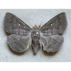 /filer/webapps/moths/media/images/X/xanthognatha_Calesia_A_Butler.jpg