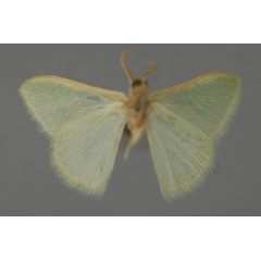 /filer/webapps/moths/media/images/U/unicolorata_Hemidromodes_A_ZSM_02.jpg