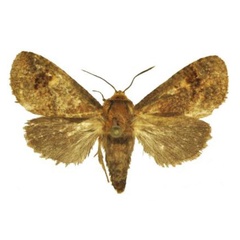 /filer/webapps/moths/media/images/L/landeri_Holcoceroides_PTF_ANHRT.jpg
