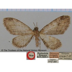 /filer/webapps/moths/media/images/D/devestita_Tephroclystia_HT_BMNH.jpg