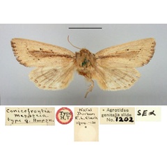 /filer/webapps/moths/media/images/M/mesoscia_Conicofrontia_HT_BMNH.jpg