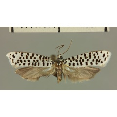 /filer/webapps/moths/media/images/P/pauli_Trisophysta_HT_MNHN.jpg