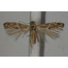 /filer/webapps/moths/media/images/M/melipecta_Bucculatrix_A_BMNH.jpg