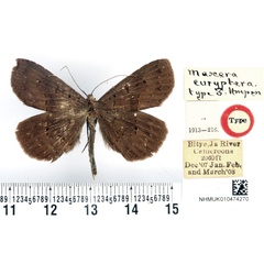 /filer/webapps/moths/media/images/E/euryptera_Maxera_HT_BMNH.jpg