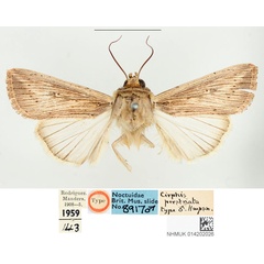 /filer/webapps/moths/media/images/P/perstriata_Cirphis_HT_BMNH.jpg